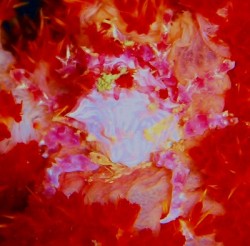 沖縄ダイビング　本島東海岸　金武レッドビーチ　イソコンペイトウガニ