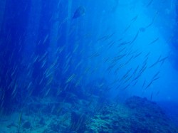 沖縄ダイビング　本島東海岸　金武レッドビーチ　ヘコアユ