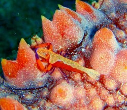 沖縄ダイビング　本島西海岸　イナンビシ　ウミウシカクレエビ