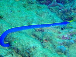 沖縄ダイビング　本島西海岸　イナンビシ　ハナヒゲウツボ