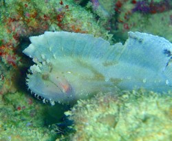 沖縄ダイビング　本島西海岸　イナンビシ　ハダカオコゼ