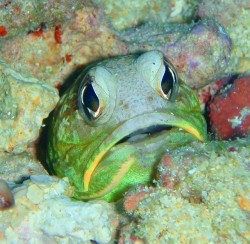 沖縄ダイビング　本島西海岸　イナンビシ　ジョーフィッシュ