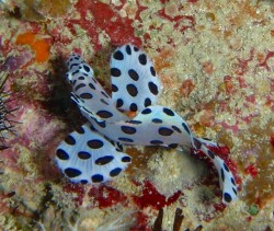 沖縄ダイビング　本島西海岸　イナンビシ　サラサハタ