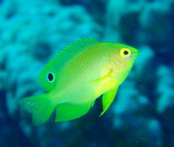 良く見ます。可愛いです。良く見る魚を分かりやすく撮ることにハマリそうです。