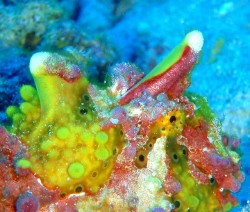 前回見たときは、イロカエルアンコウかと思ったのですが・・・？？？調べます。