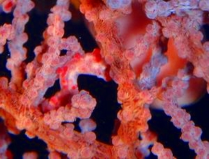 ピグミーシーホース 顔が隠れています(汗)が、こんなコ達にも会えるかも!?