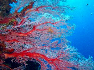 残波岬 岩場のクレパス以外にもこんな綺麗な景色が見れますよ♪