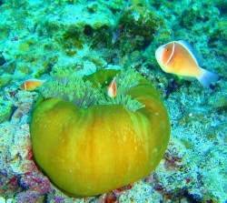 体験ダイビング 慶良間 体験 ダイビング 水中写真撮影