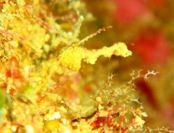 ピグミーシードラゴン おっと!?まだいてくれていたのですね!!ペアでいるので、1匹見つけた?らもう1匹も探してみましょう♪それにしても、いつ頃産卵なのかな~