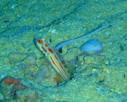 ヤシャハゼ 久しぶりにここで見ることができました♪しかーし、よる事に失敗・・・お客さんに怒られてしまいました(汗)