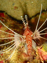 ハナミノカサゴ 後ろからのアングルが面白いと思いまして・・・第二弾♪