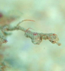 ピグミーシードラゴン 沖縄ダイビング 本島西海岸 クマノミパラダイス ピグミーシードラゴン