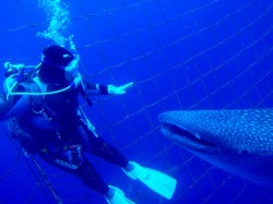 沖縄ジンベイザメダイビング