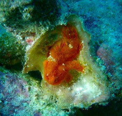 まぁ～だ、いてくれたんですね～♪初対面のお客さんは来る前に雑誌で見て気になっていた生き物がいきなり見れた！！感動してくれました♪