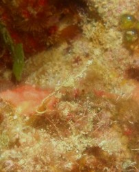 まだいてくれました~♪お腹がぷっくりしています。