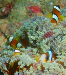 ちびクマノミの家族７匹♪すべてをレンズに納めようと努力しましたが・・・