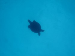 シルエットのカメさん