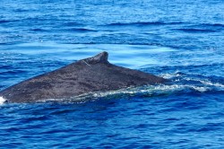 ザトウクジラ クジラは今がTOPシーズン♪移動中も楽しみが沢山ですよー。