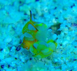 モンツキウミコチョウ こんな小さい交接シーンは初めて見ました!! 羽?をパタパタしながらよりそう姿は愛らしかったです♪