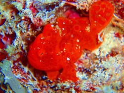 カエルアンコウ もうすっかり定番ですね♪