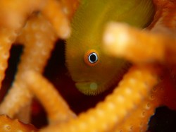 アカネダルマハゼ この目力は、ドキッとしますねー♪