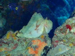 p2010124 ハダカハオコゼ