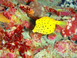 p2010134 ミナミハコフグ