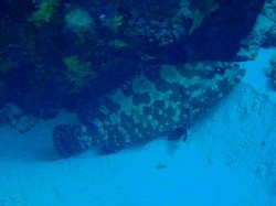 p2010139 マダラハタ