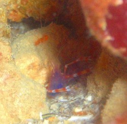 しばらく居てくれていますね♪なかなか見れないですよ~。写真を撮るのは難しい所にいるのが難点ですが・・・