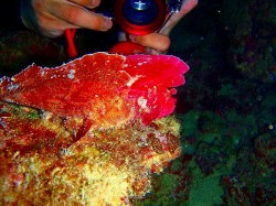 おっと、ペアです！！ピンクは珍しいですね~♪