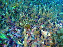 090310-11 見事に隠れてます!