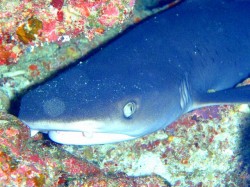 小さくて可愛いのですが、近くで見るとさすがにサメ！！迫力ありますね~