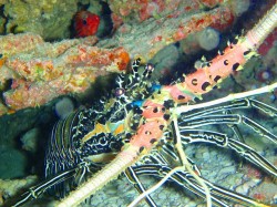 見たこともない柄のエビ、しかもデカイ！！と興奮気味でした♪海にはいろんな生き物がいるんですよ♪