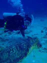 ウミガメとランデブー♪