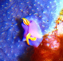 ウミウシの季節ですね~♪