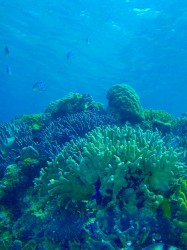 透明度だって慶良間に負けていませんでしたー！！