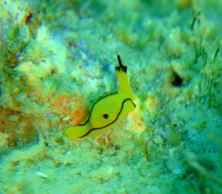 ウミコチョウはいつ見ても可愛いですね～♪ゲスト以上に僕は盛り上がってしまいます(汗)