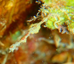 3本目は、娘さんのみエントリー！！すこーし足を伸ばして、ピグミーに会いに行ってきました♪いつ生まれるのでしょうか？？ずっとお腹が大きいです・・・