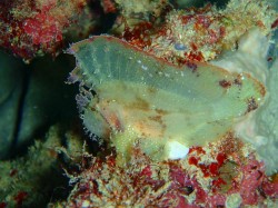 このコもここの定番になりましたね～♪