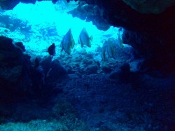 突然の取材に色めき立つアカククリたち