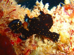 今、話題？のカエルアンコウ君。とても綺麗な柄をしていてとても可愛いですよ～♪