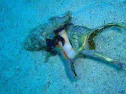 ヤドカリが、貝を乗り換える瞬間・・・しかし！向こうの貝はまだ住人がいます・・・この先どうなるのだろう！気になる！！