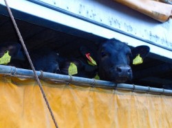 うるさいんだよ・・おまえ！