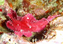 ピンクのハダカハオコゼ 今日はカクレクマノミの近くに居てくれました♪