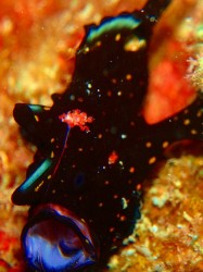 今話題!?のカエルアンコウ 見てください!!エスカも出ています♪ピンク色の疑似餌がわかりますか?