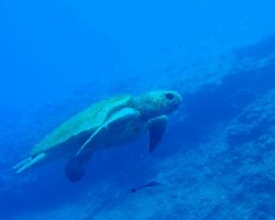 でた！！ガメラ！！