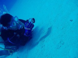 ミナミホタテウミヘビ