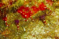 バイオレットボクサーシュリンプ