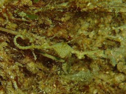 ピグミーシードラゴン