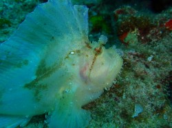 ハダカハオコゼ